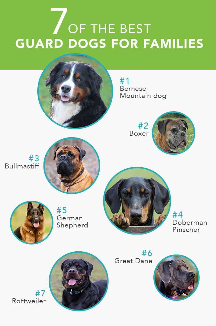 GUARDDOGS.jpg