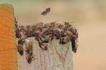 Honey_bees_c_Margaret_Holland.jpg