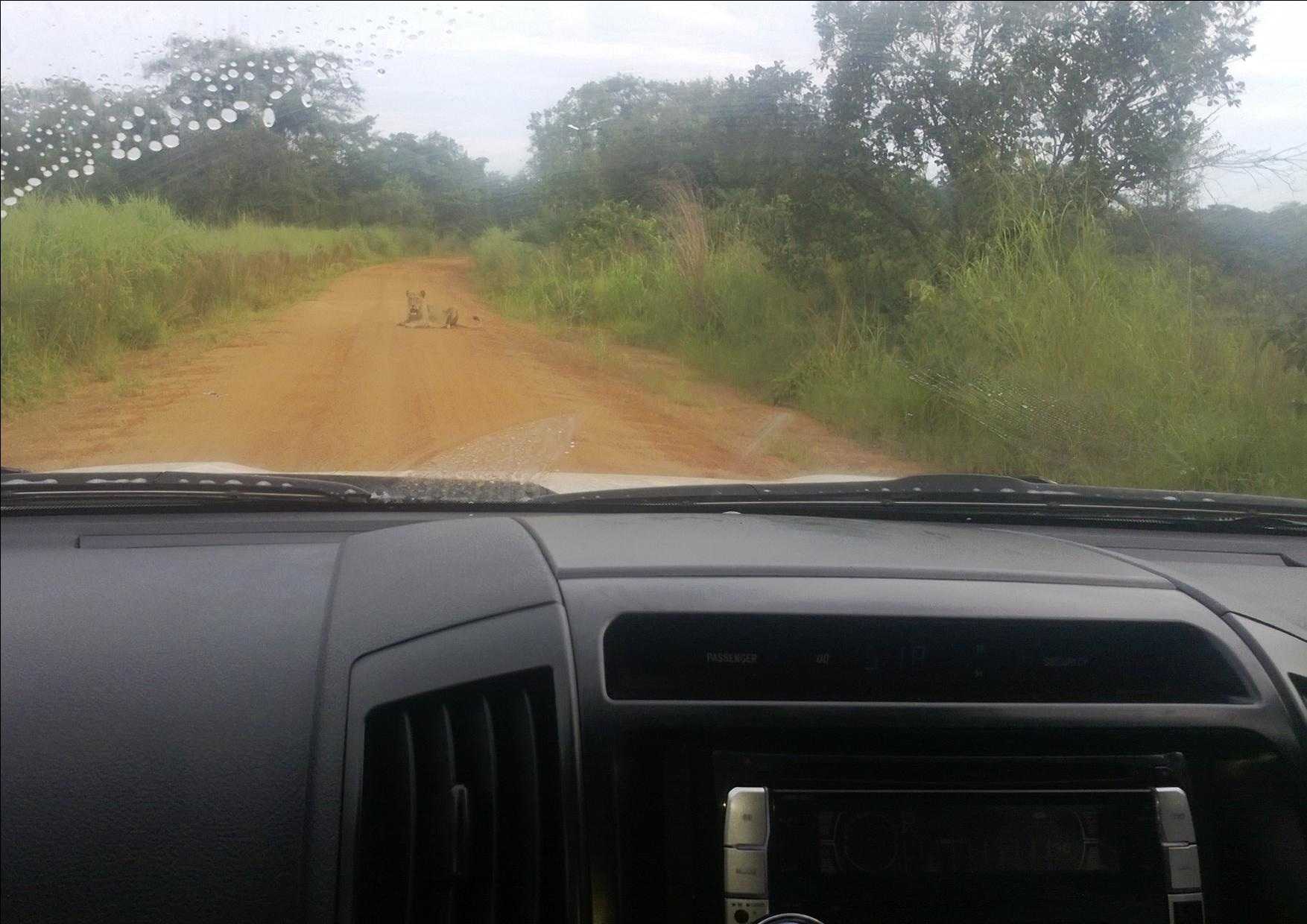 image.jpg
