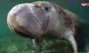 images(1).jpeg