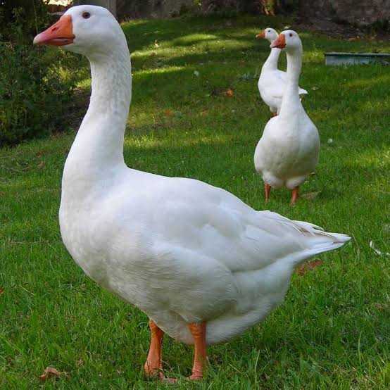 images (13).jpeg