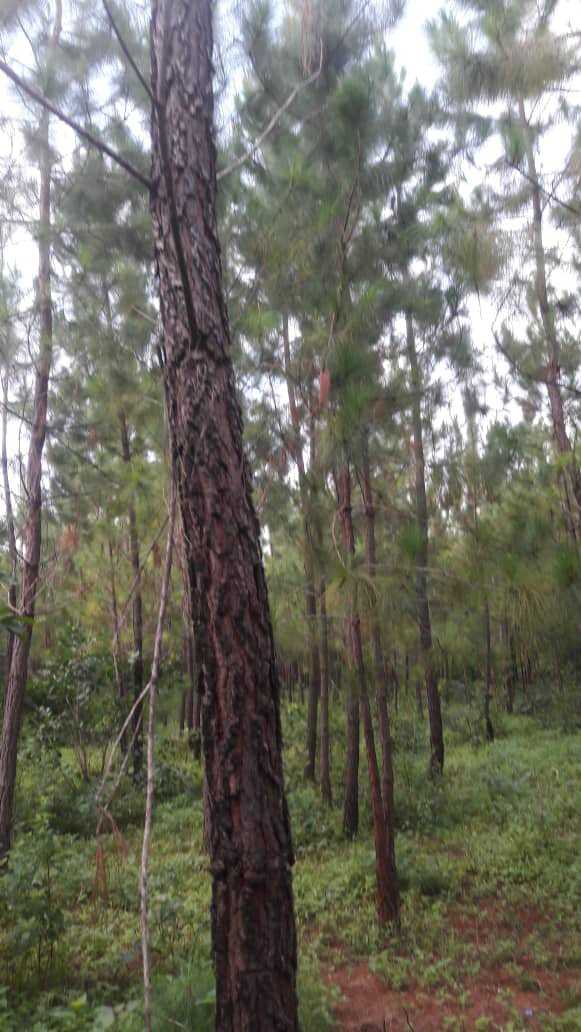 IMG-20200409-WA0013.jpeg