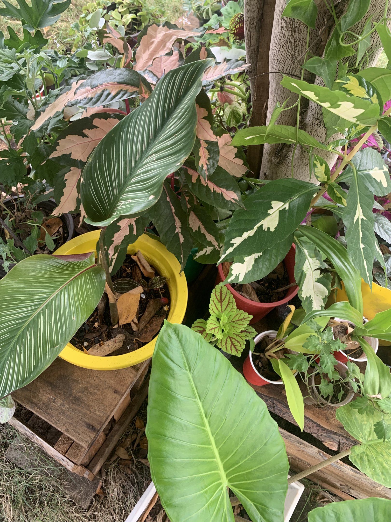 IMG_1080.jpeg
