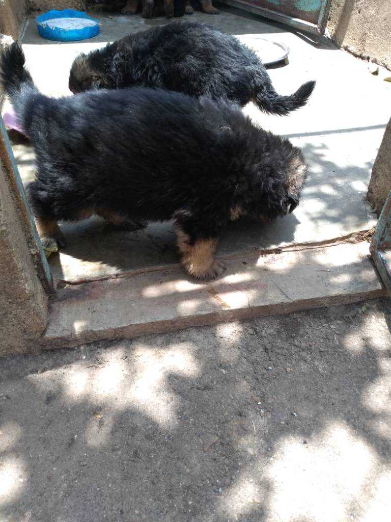 IMG_20181010_123409.jpeg