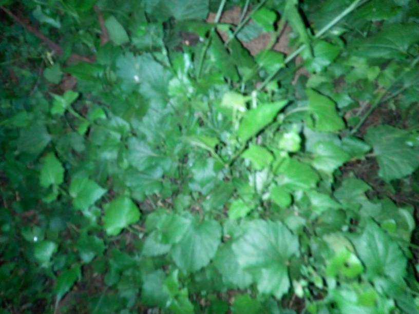 IMG_20181226_184625.jpeg