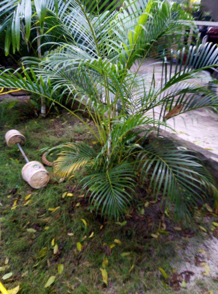 IMG_20200405_170742.jpeg