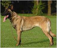 img_DogBreed-Belgian-Malinois.jpeg