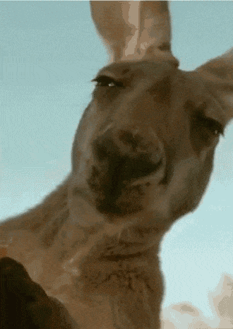 JamiiForums-241393140.gif