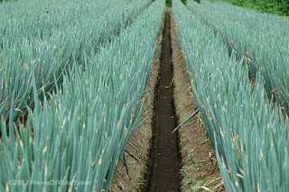 japanese_onion_farming_homeDIYStuff_copyright.jpg