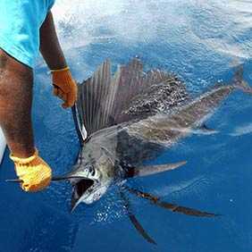 kingfisher-kenya-fishing.jpg
