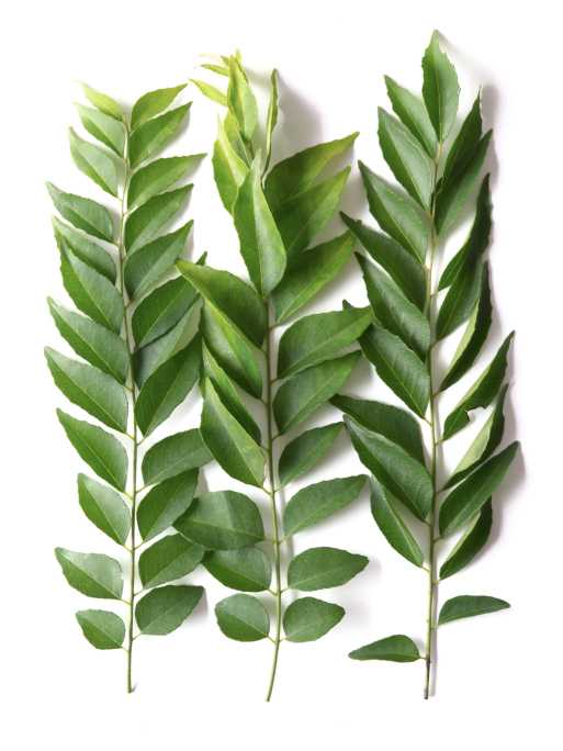 leaves.jpg