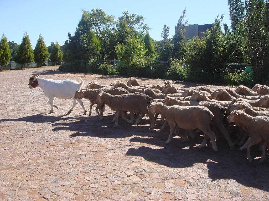 magufuli.jpg