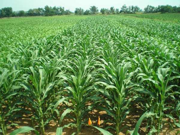 maize.jpg