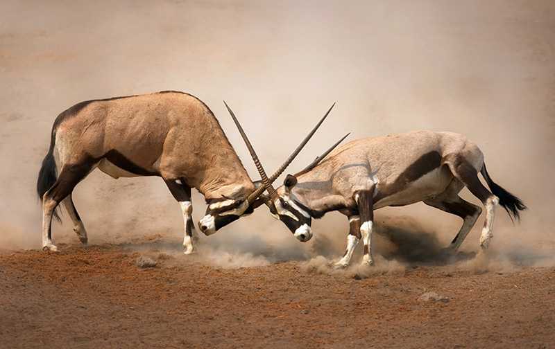 Malka-Mari-National-Antilope.jpg