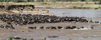MARA RIVER.jpg