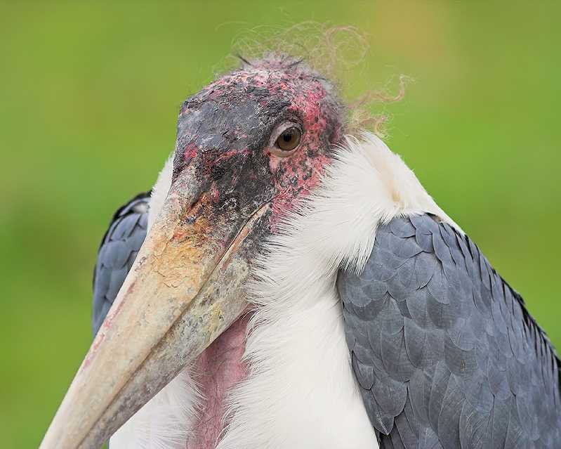 marabou-stork1.jpg