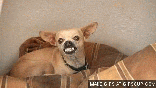 mean chihuahua dog GIF.gif