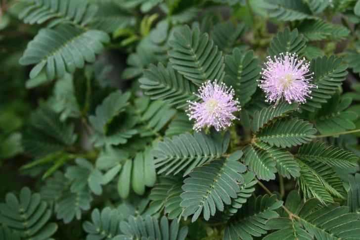 Mimosa_pudica.jpg