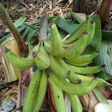 mkono wa tembo.jpg