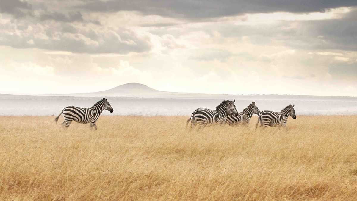 olpejeta 3.jpg