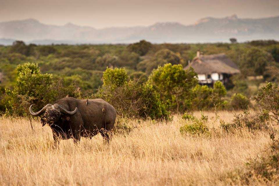 olpejeta 7.jpg