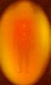 orange-aura.jpg
