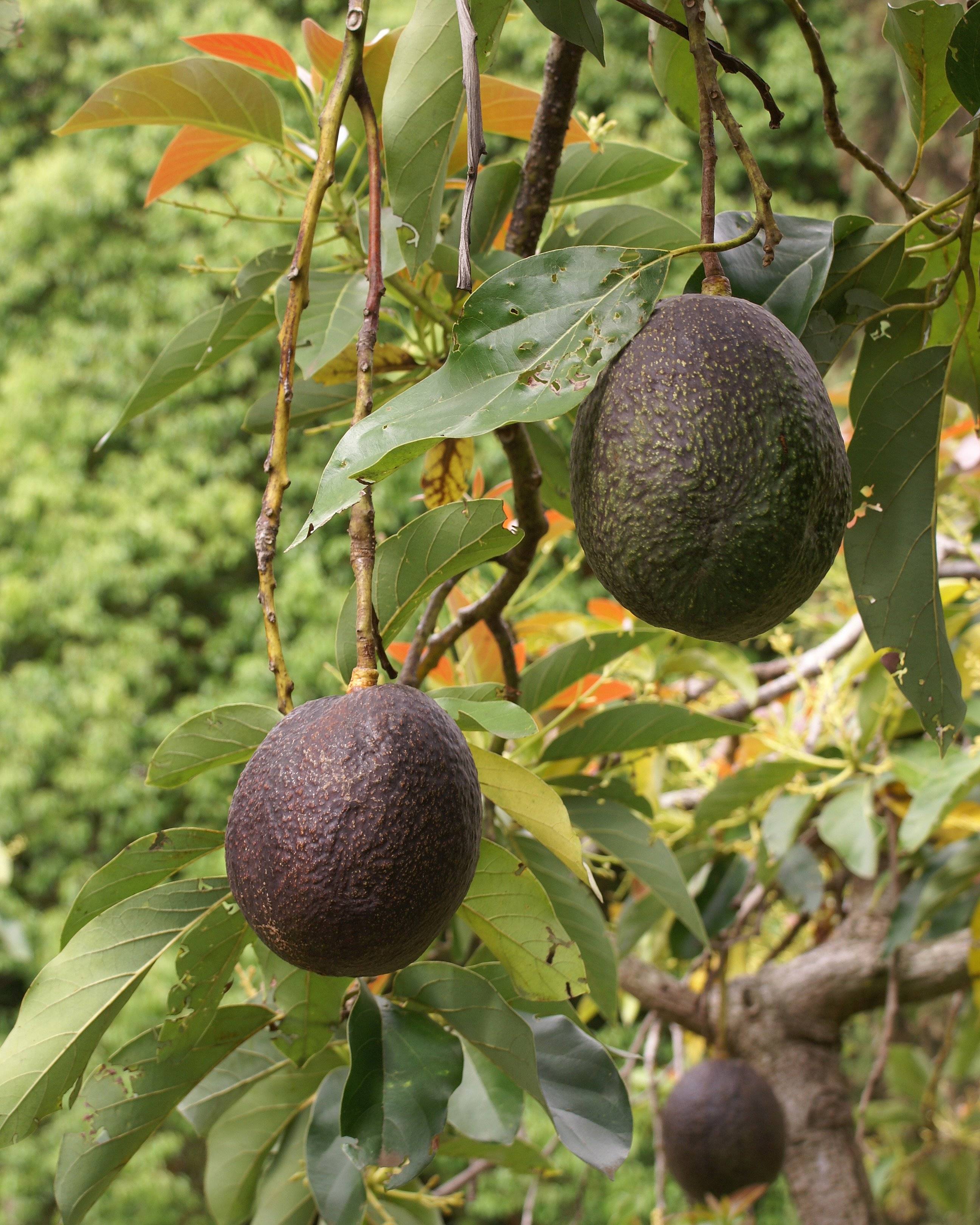 Persea%20americana%20fruit%202.JPG