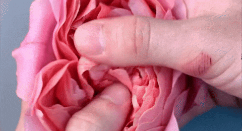 petals GIF by NOWNESS.gif