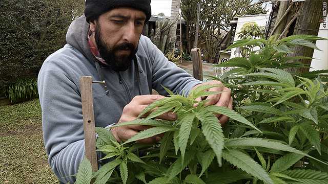 Plantant-Cannabis.jpg