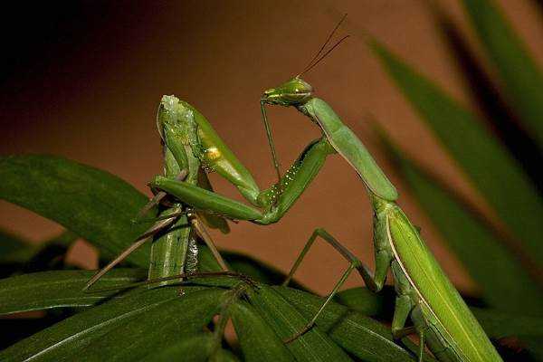 Praying_Mantis.jpg