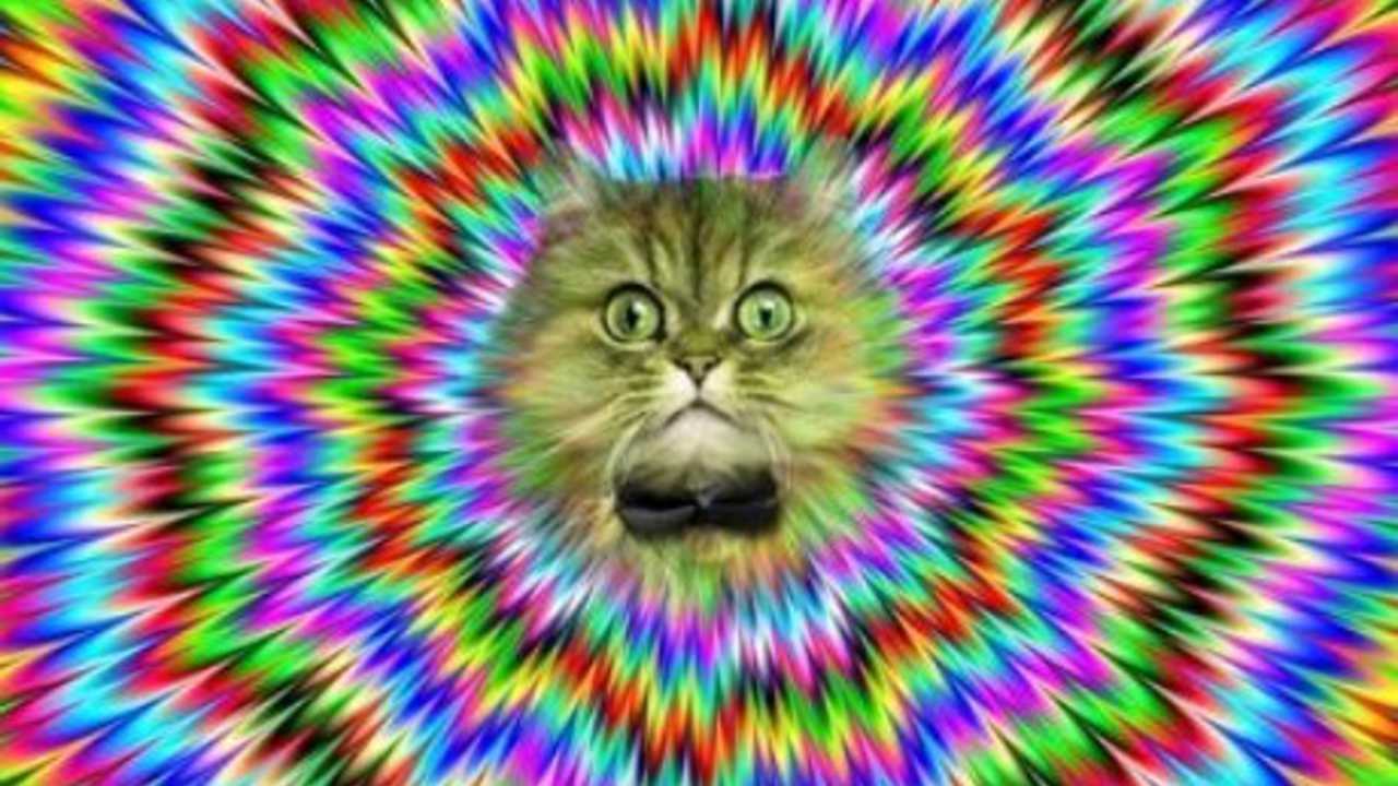 Psychedelic-Purr-Purr.jpg.jpg