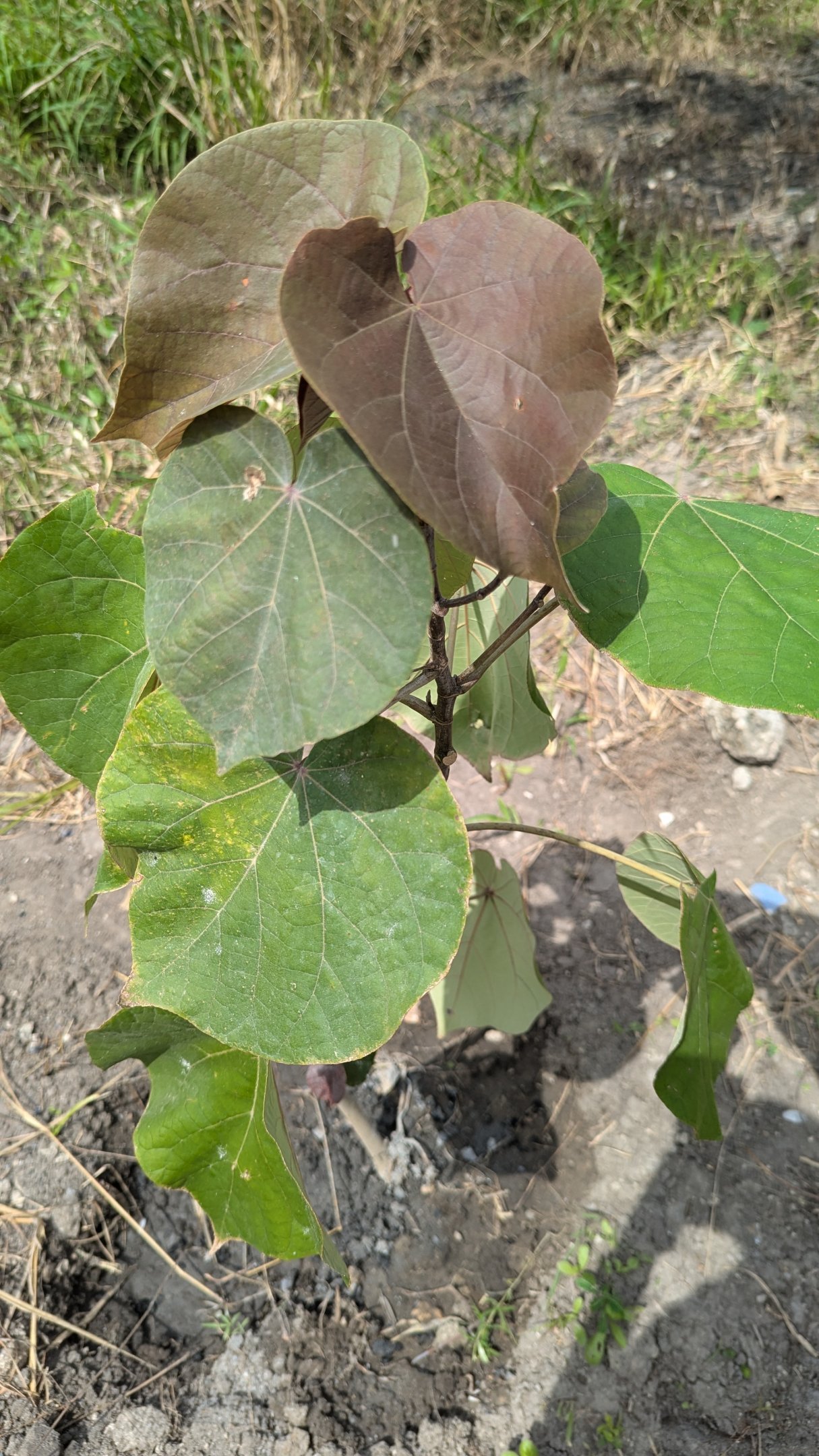 PXL_20250703_090156972.jpg