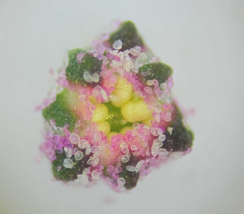 Quinoa_flower MAUWA YA QUINOA.JPG