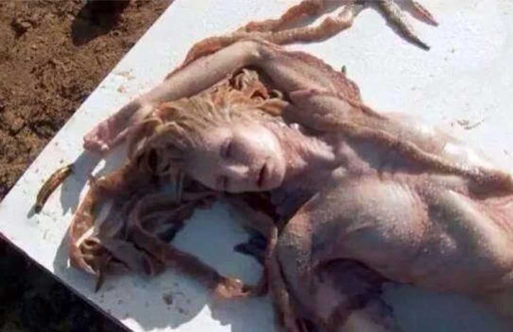 Real-Mermaids-1.jpg