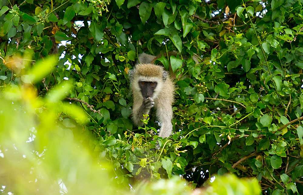 Ruma_National_Park_006.jpg