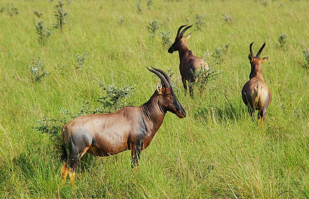 Ruma_National_Park_017.jpg