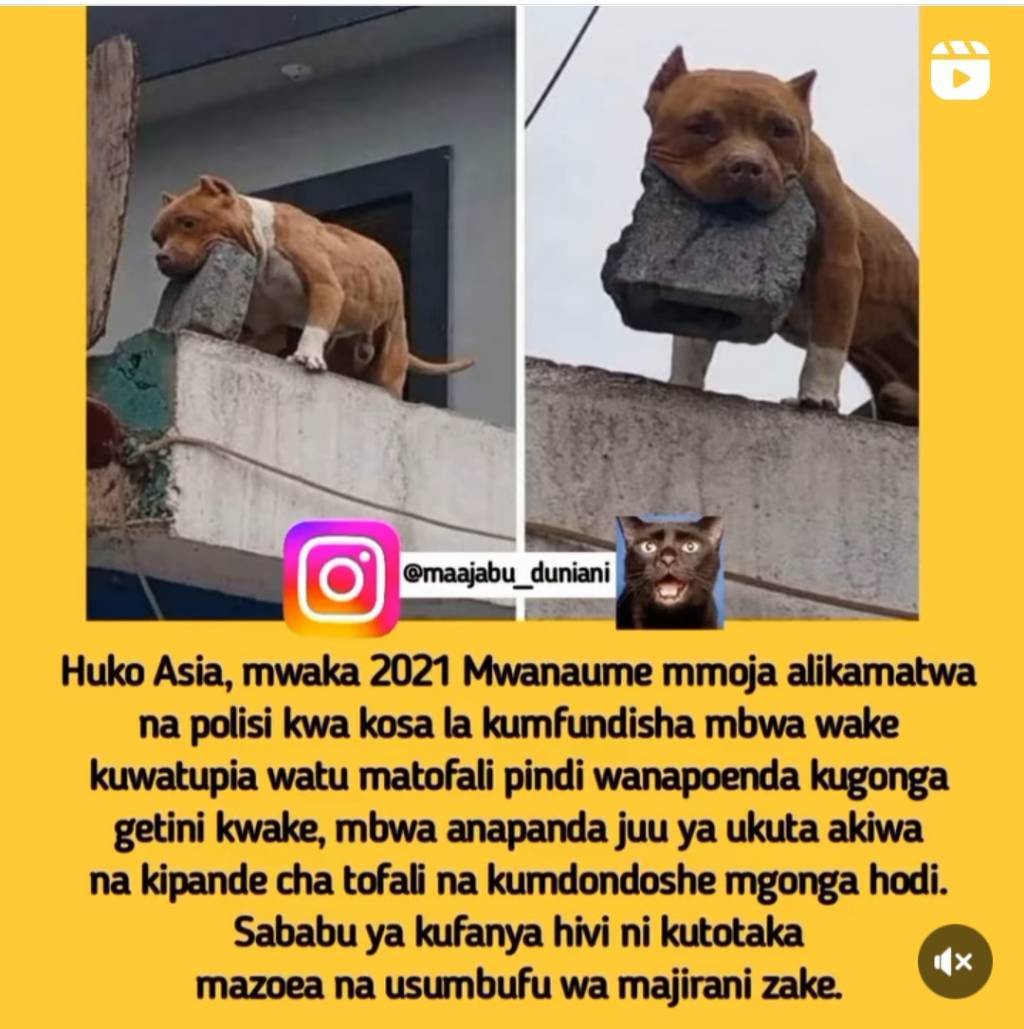 Screenshot_20221112-121239_Instagram%20Lite.jpg