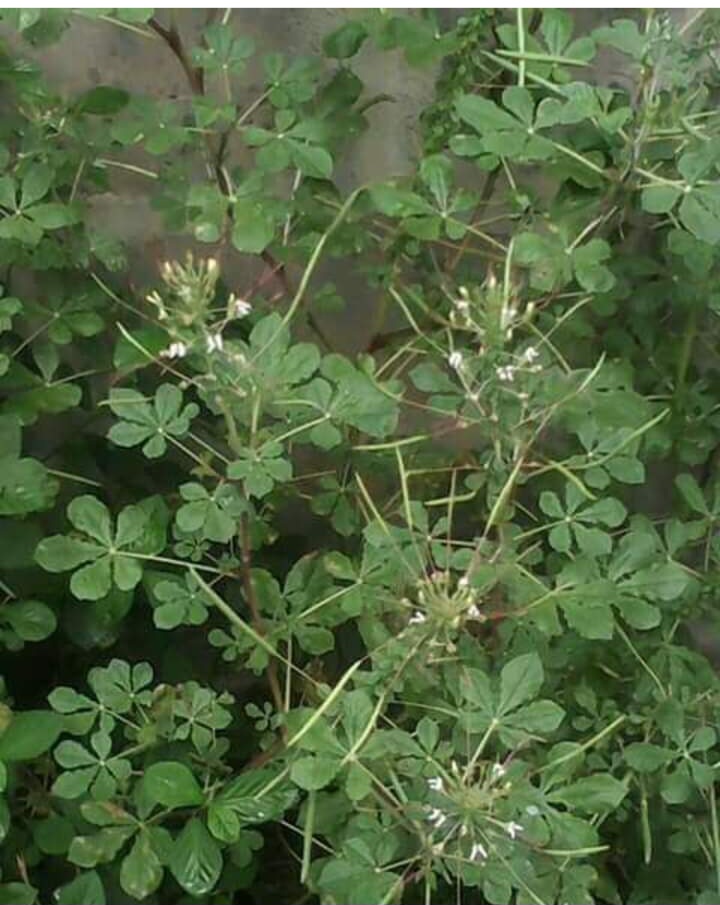 Screenshot_20250310_195754_Opera Mini.jpg