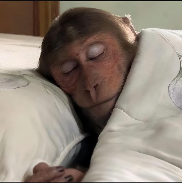 sleeping monkey 🐵.jpeg