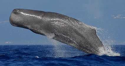 sperm whale albany wa.jpg