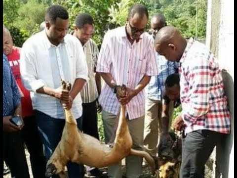 tapatalk_1537986306530.jpeg