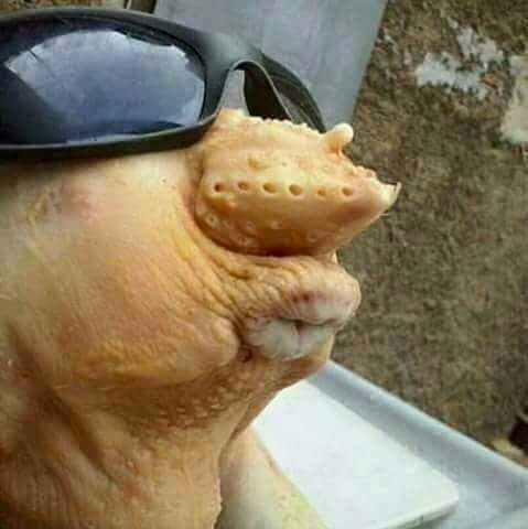 tapatalk_1555442308060.jpeg