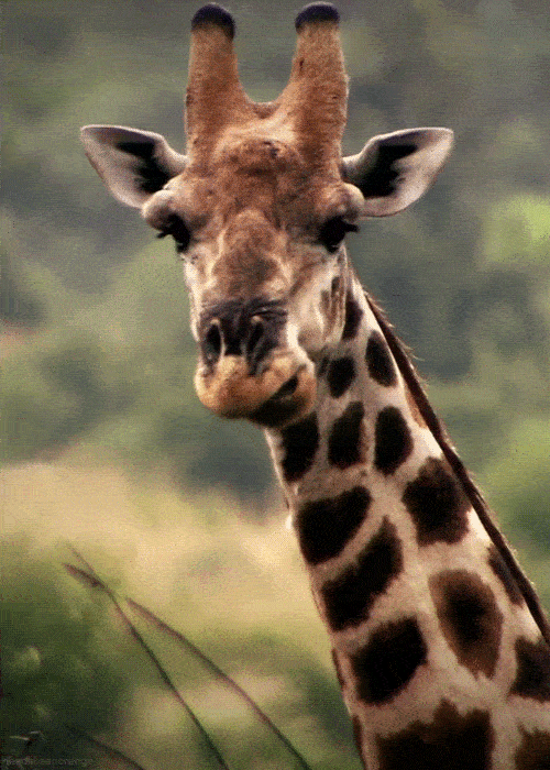 tapatalk_1564193320403.gif