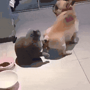 tapatalk_1570101280896.gif