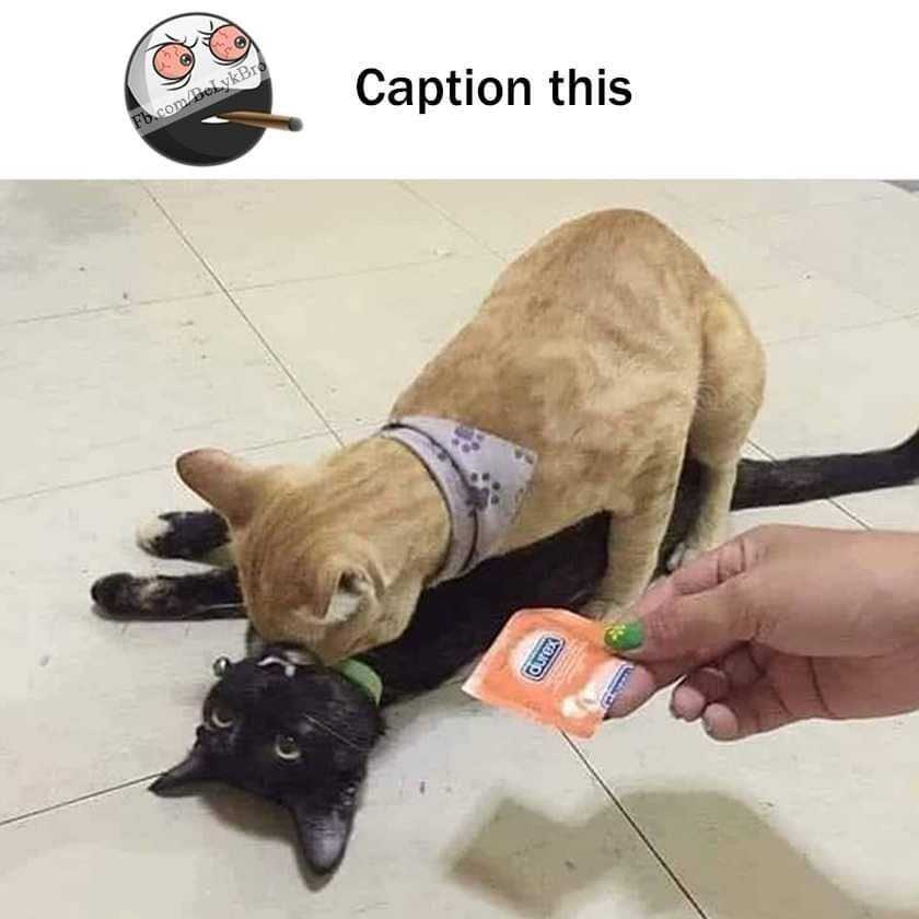 tapatalk_jpeg_1573796782177.jpeg