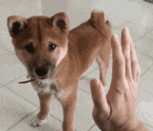 tenor(0).gif