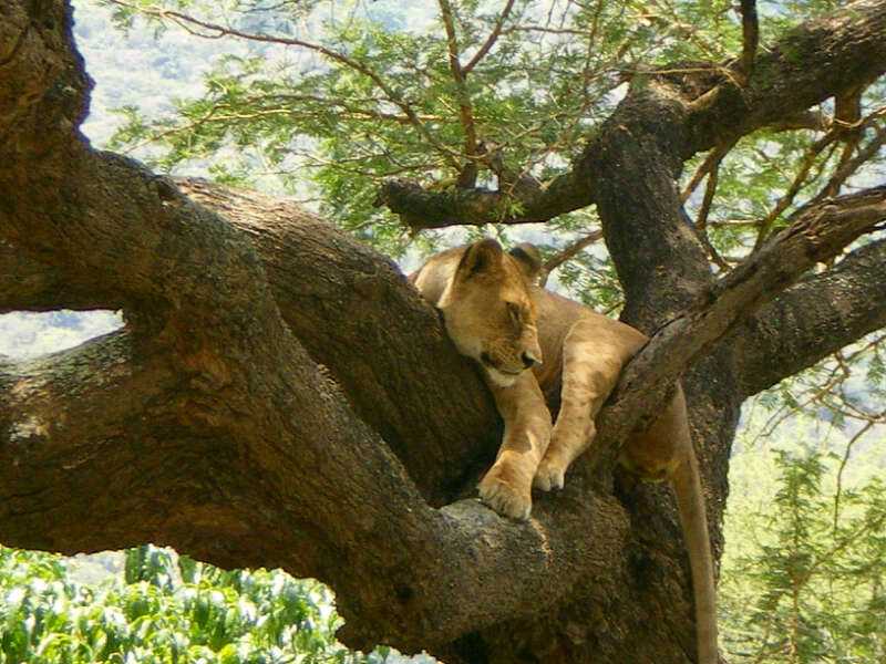 Tree climbing lions of Manyara.jpg