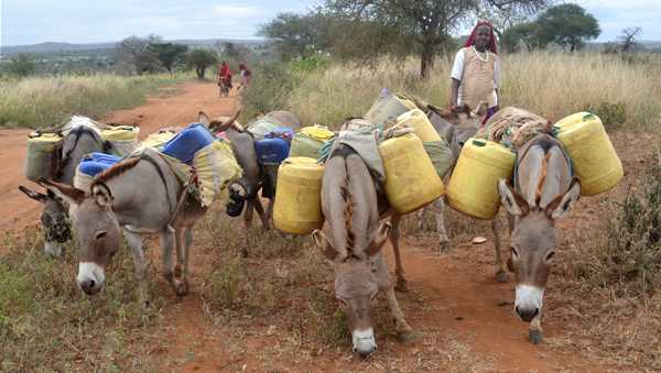 TZ_Northern_donkeys.jpg