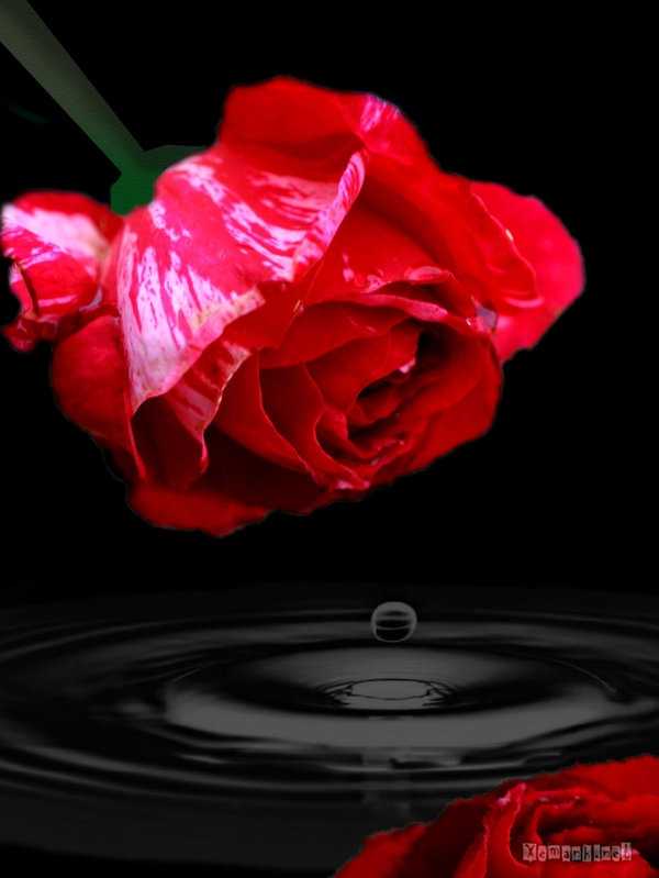 water_drop_flower_130.jpg