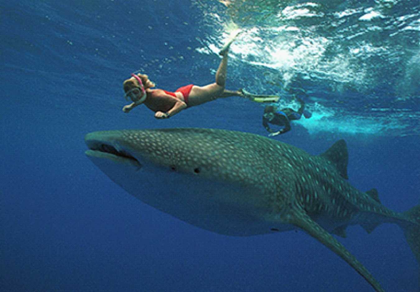 whaleshark.jpg